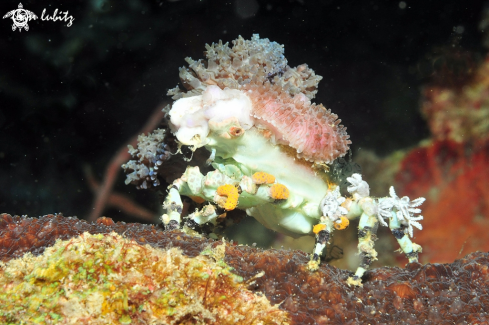 A Decorator crab