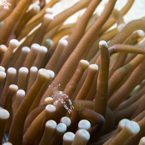 A Anenome Shrimp