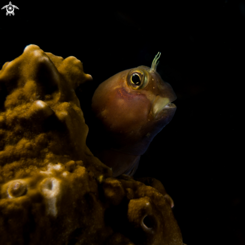 A Blenny