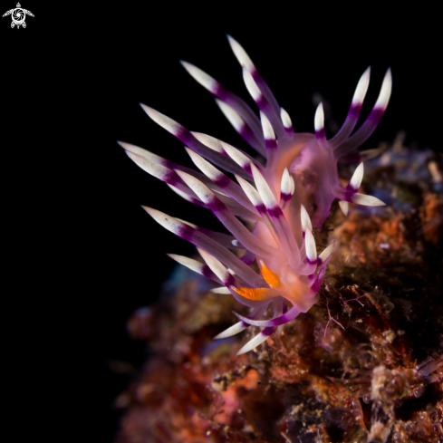 A Nudibrach