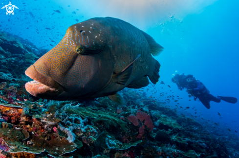 A Napoleon Wrasse