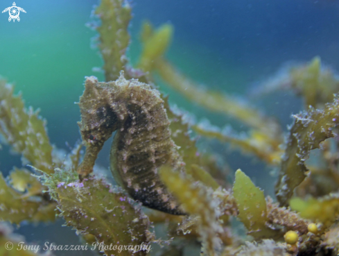 A Hippocampus whitei | White's seahorse