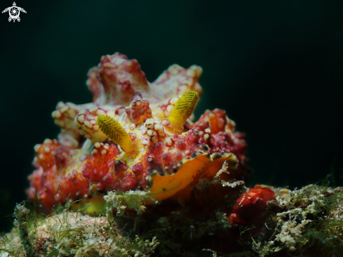 A Phyllidiopsis cardinalis | Nudibranch