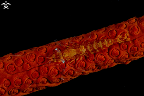 A Miopontonia yongei | Yonge's gorgonian shrimp