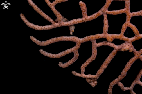 A Denise's pygmy seahorse