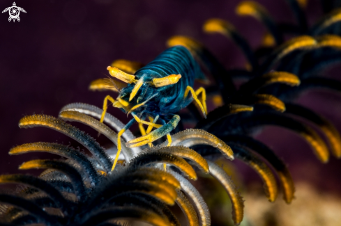 A Ambon crinoid shrimp