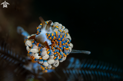 A Nudibranch