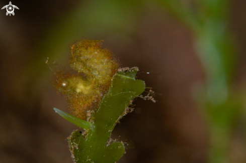 A Green hairy shrimp