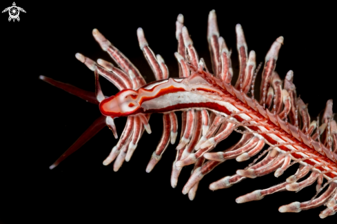 A Eubranchus sp. 24 | Nudi