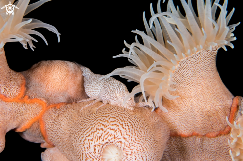 A Izucaris mazudai | Leopard Anemone Shrimp