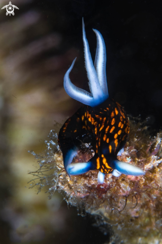 A Roboastra gracilis | Gracil Roboastra Nudibranch