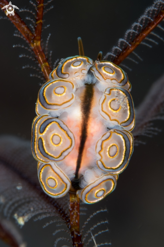 A Donut's Nudibranch