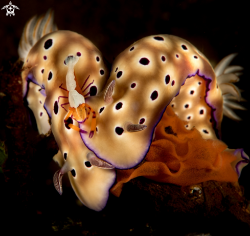 A Nudibranch + emperor shrimp