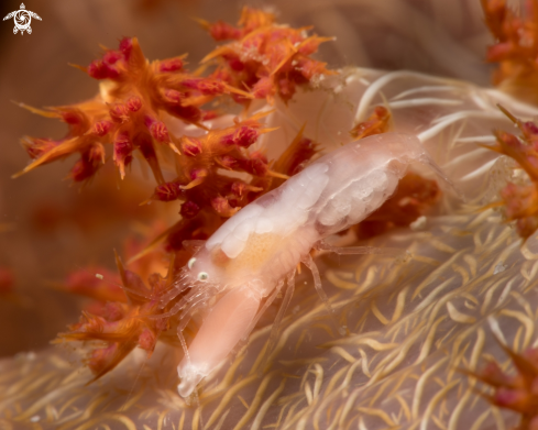 A Soft coral snapping shrimp