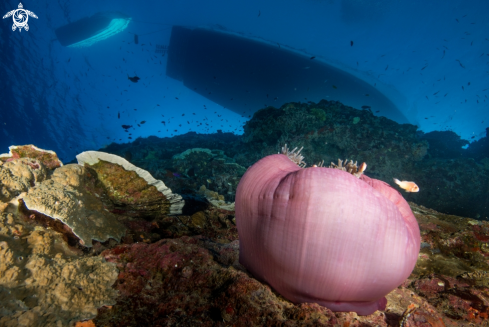 A Coral and boat