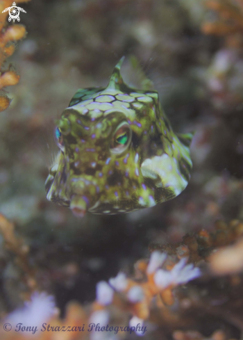 A Thorny-back cowfish