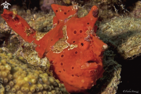 A Frogfish