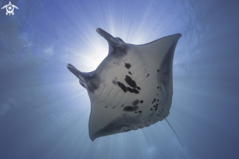 A Manta Ray