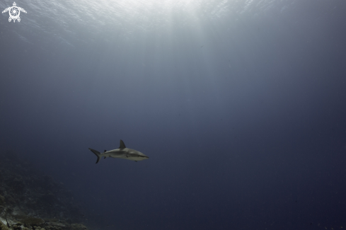 A Black Tip Reef Shark