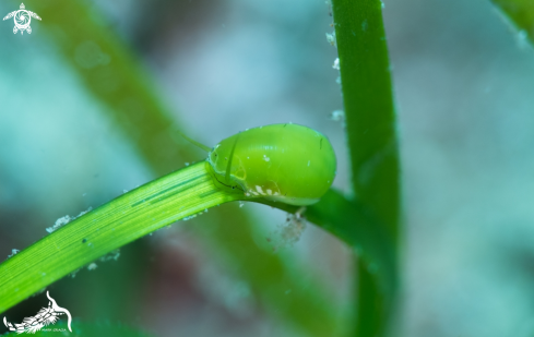 A Smaragdia viridis