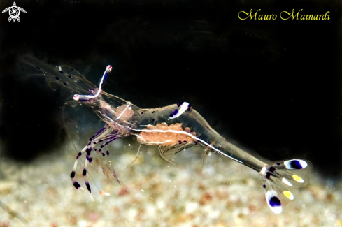 A Shrimp with eggs