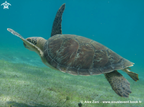 A hawksbill turtles