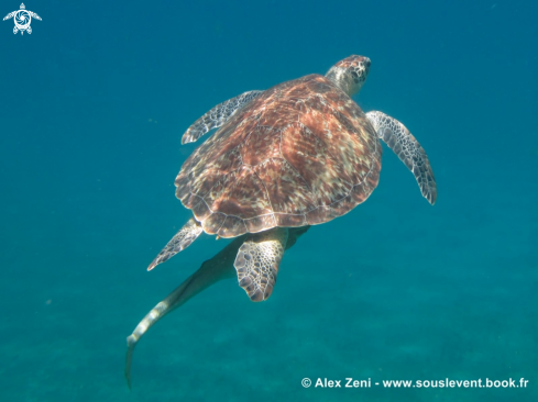 A hawksbill turtles