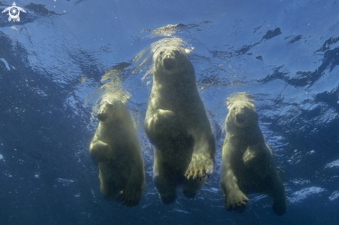 A Ursus maritimus  | Polar Bear 