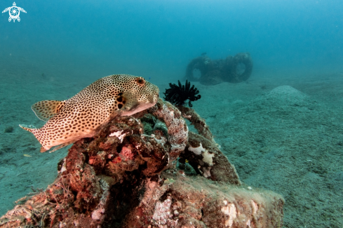 A Pufferfish