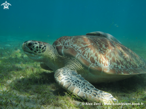 A hawksbill turtles