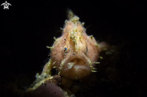 A Frogfish