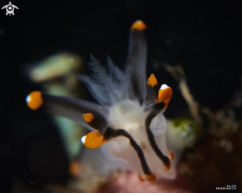 A Nudibranch