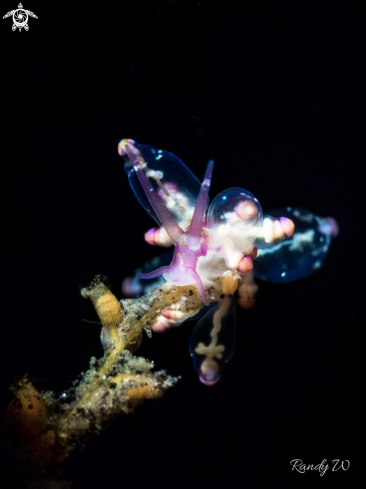 A Eubranchus Sp. | Nudibranch