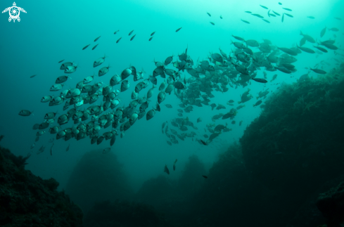 A Common two-banded seabream 