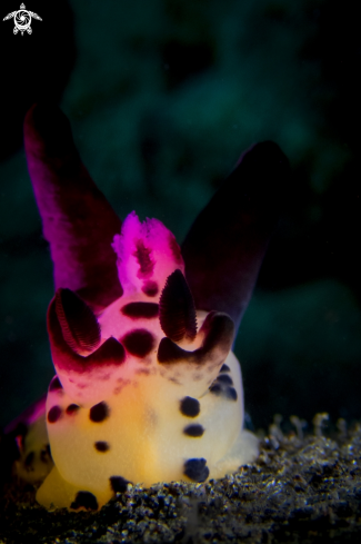 A Pikachu Nudibranch