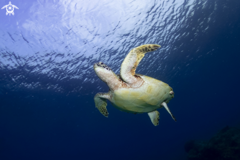 A Green sea turtle