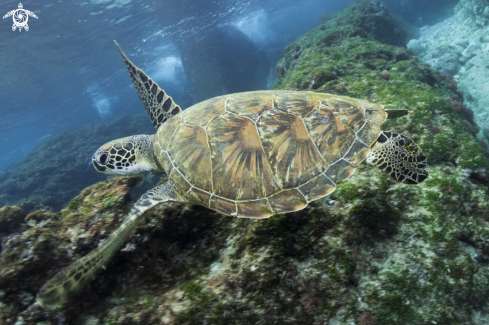 A Green sea turtle