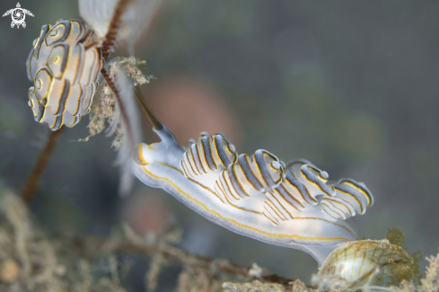 A Doto Greenamyeri | Donut Nudibranch