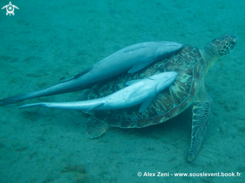 A hawksbill turtles