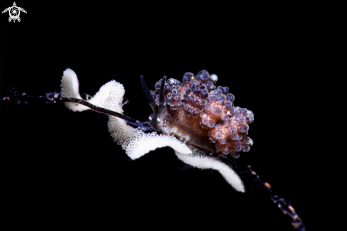 A Nudibranch