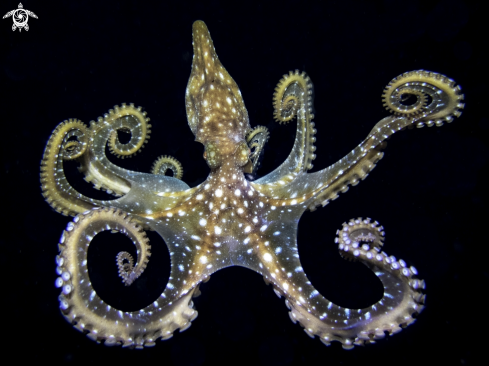 A Cephalopoda