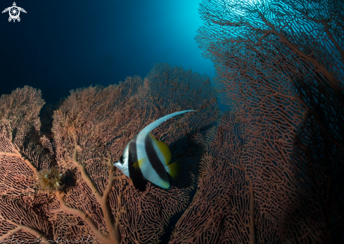 A Banner fish and girgonia fan