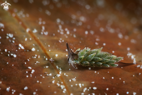 A Costasiella