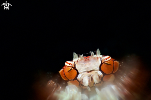 A Boxer Crab