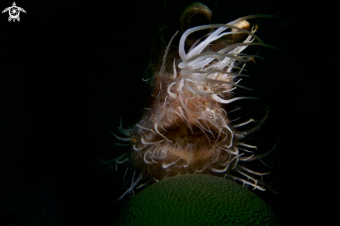 A Hairy Frogfish