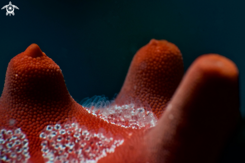 A Sea Cucumber 