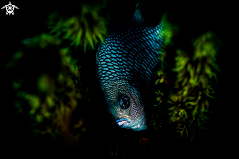 A Dusky damselfish