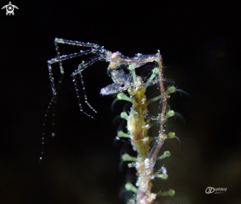 A skeleton shrimp