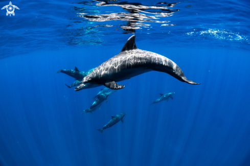 A Tursiops | Bottlenose Dolphin