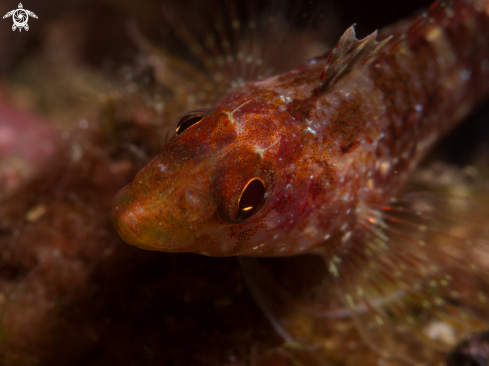 A Trypterigion delaisi | Pesce Peperoncino